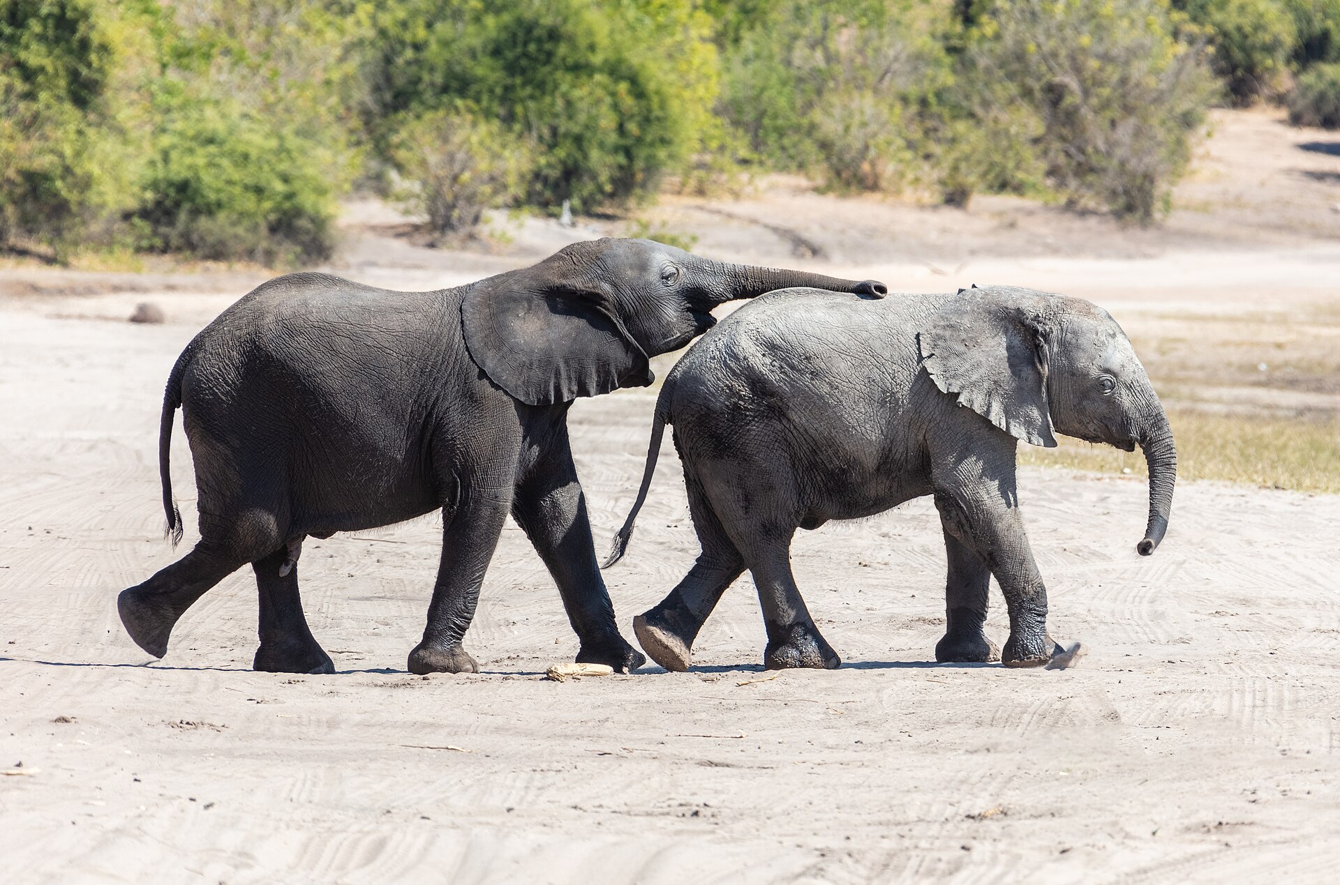 Activities in Botswana