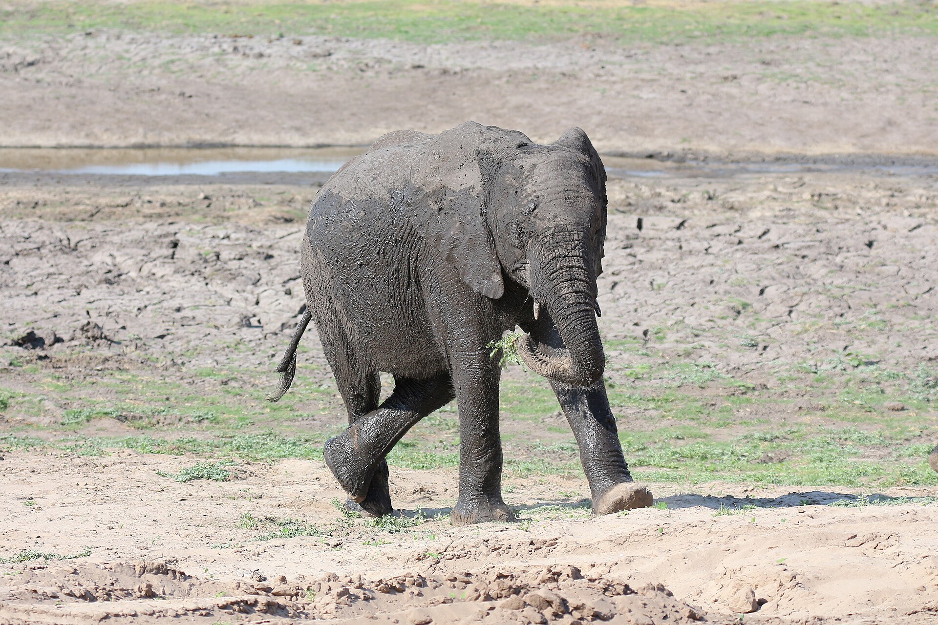 Journal in Botswana