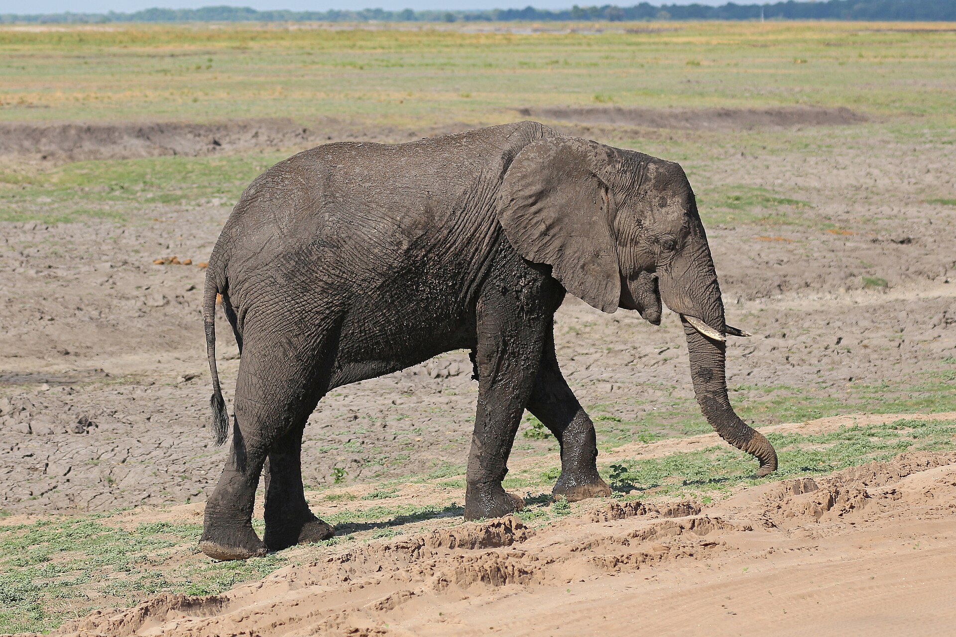 Travellers reviews in Botswana