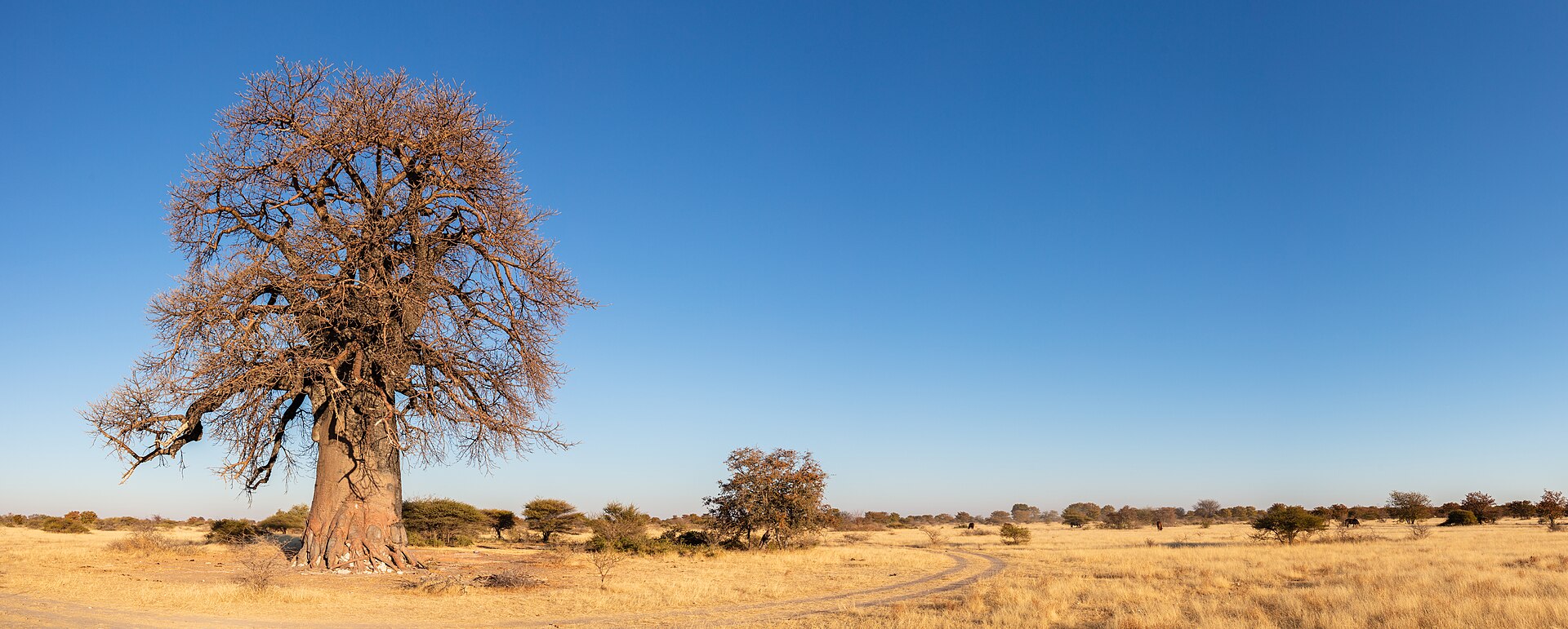 6-Day Makgadikgadi Pans & Baobabs
