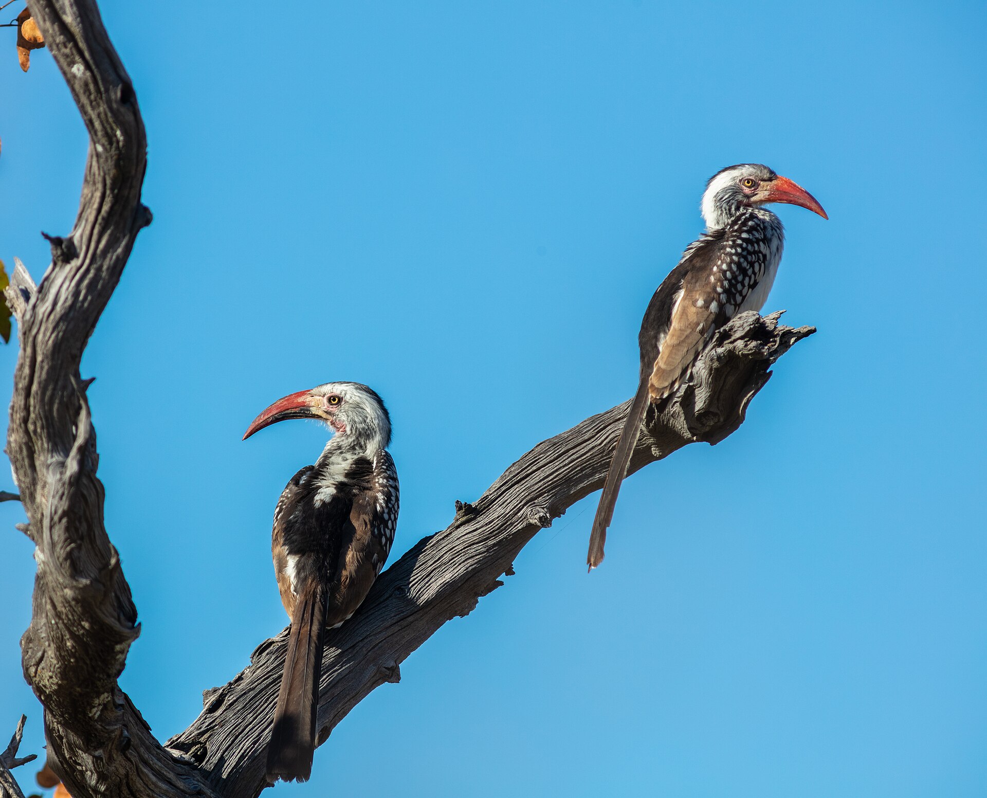 Southern red-billed hornbill in Makgadikgadi Pans National Park