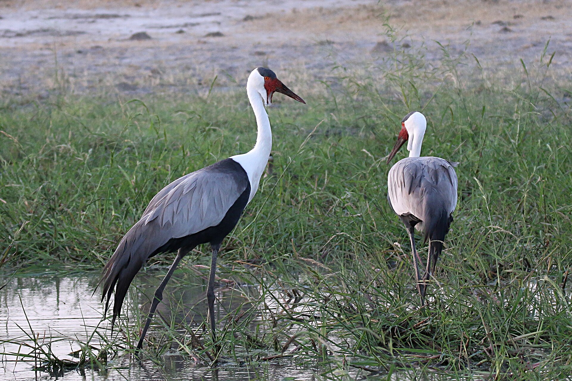 Wattled cranes in the Linyanti wetlands