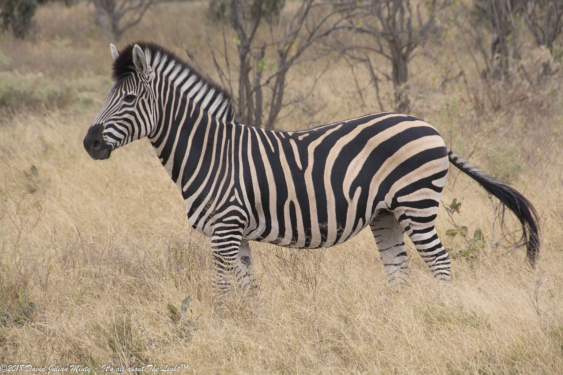 Turn this itinerary into your safari
