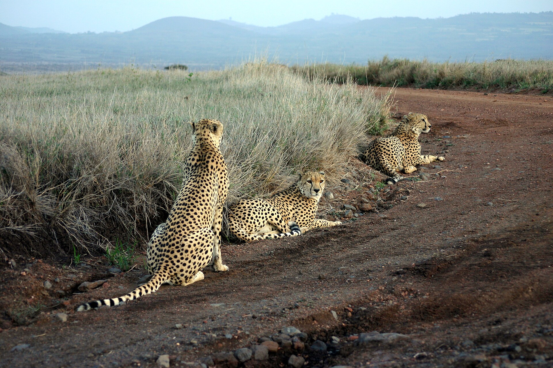 Lewa Marathon & Safari Experience