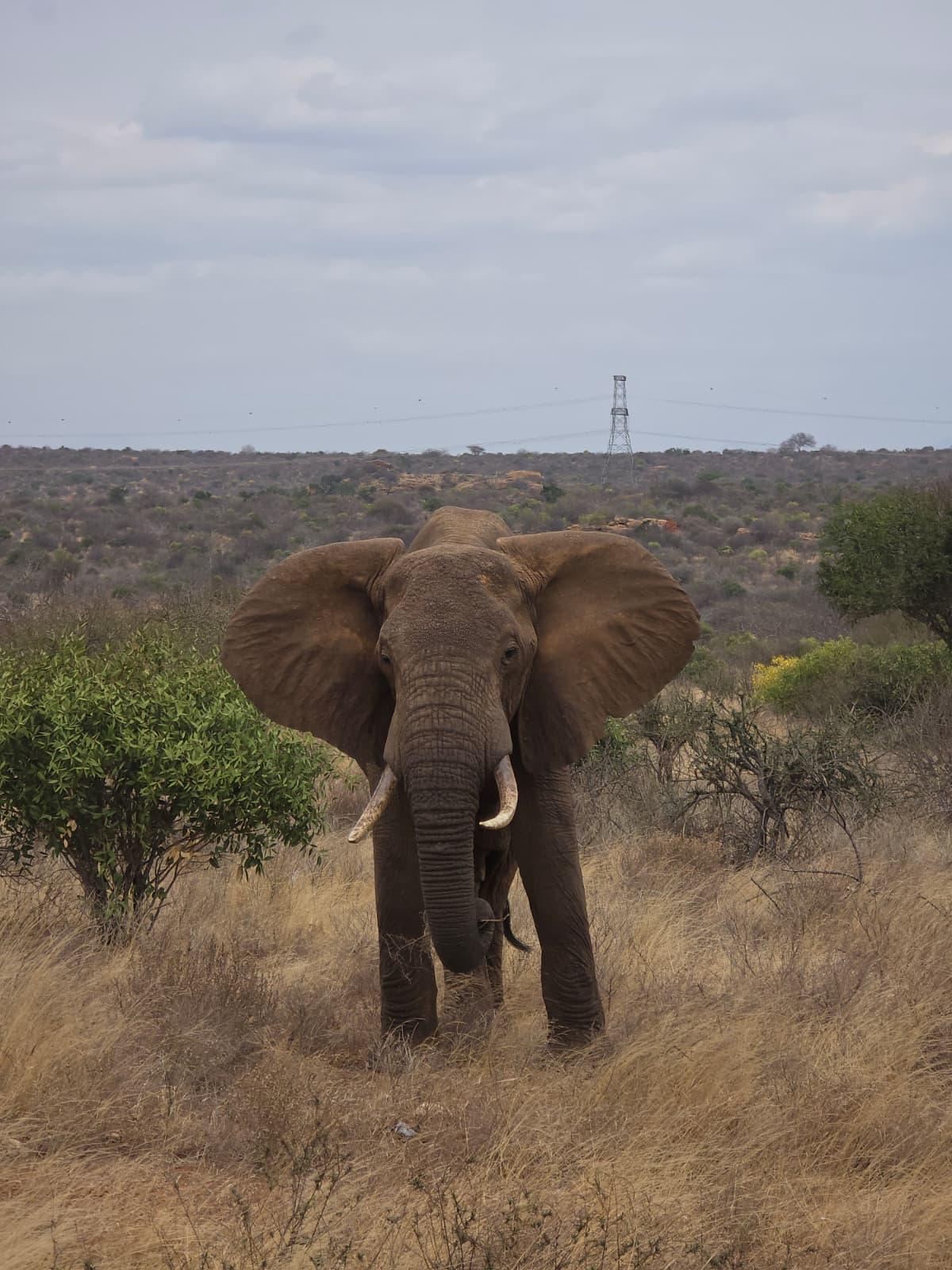Turn this itinerary into your safari