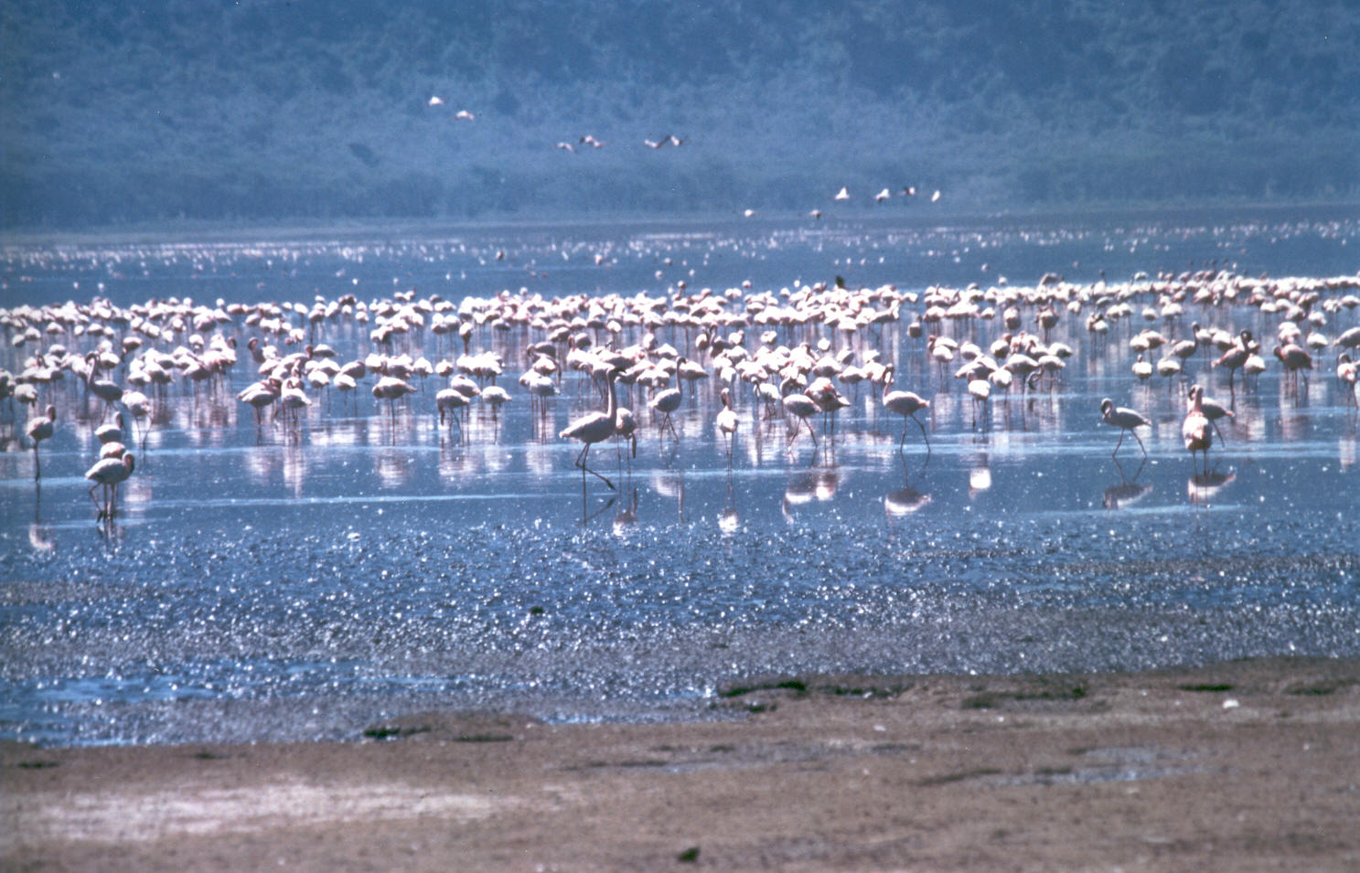 6-Day Rift Valley Lakes & Nakuru Flamingos