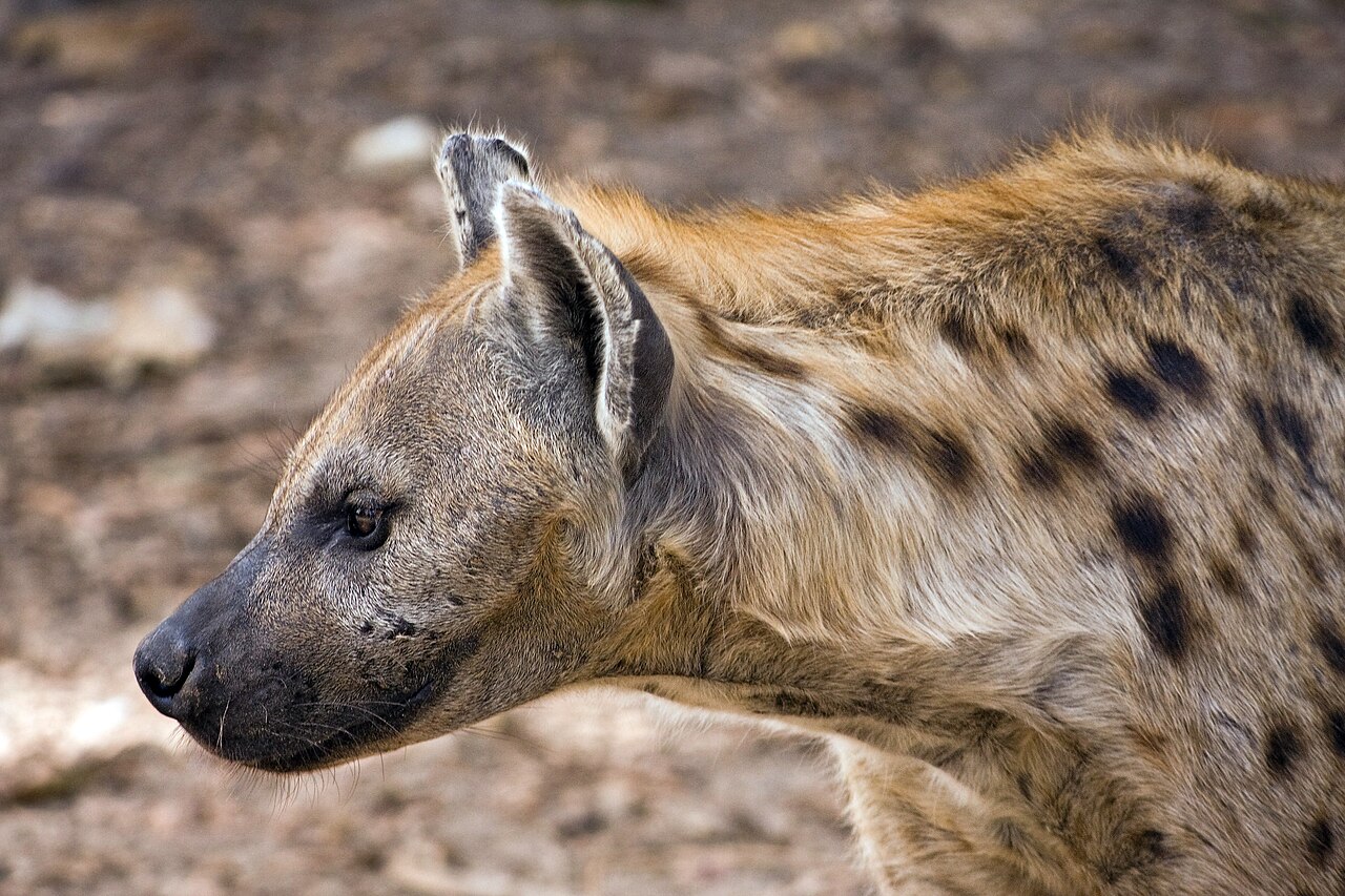 Spotted hyena on the African savannah