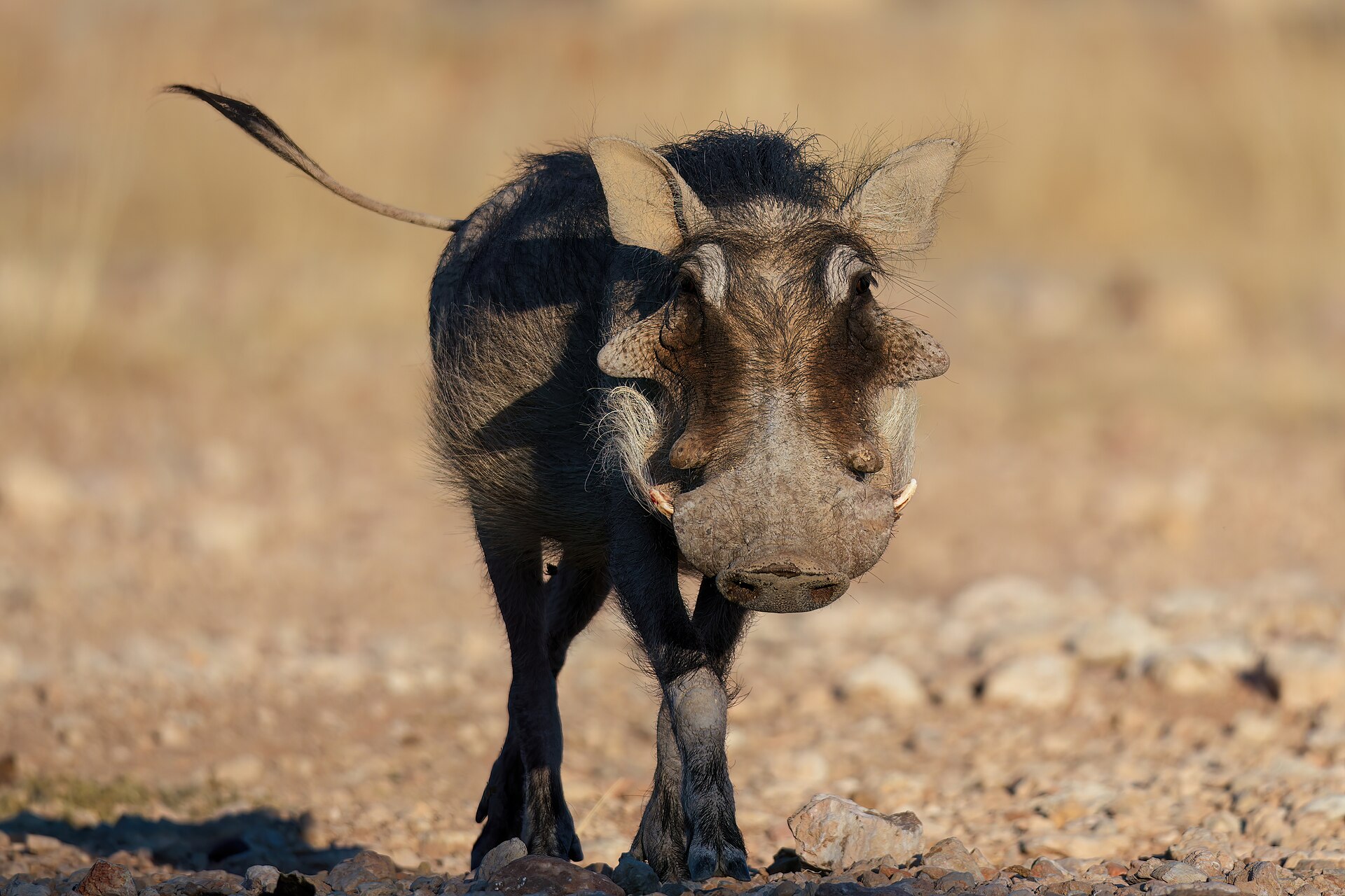 Turn this itinerary into your safari