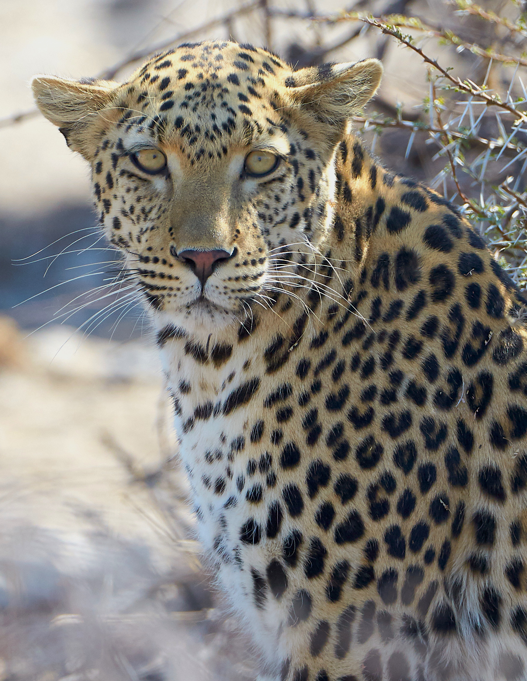 7-Day Etosha Waterhole Safari