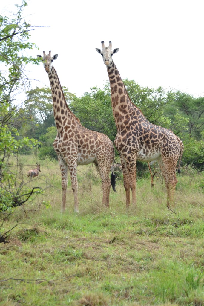Turn this itinerary into your safari