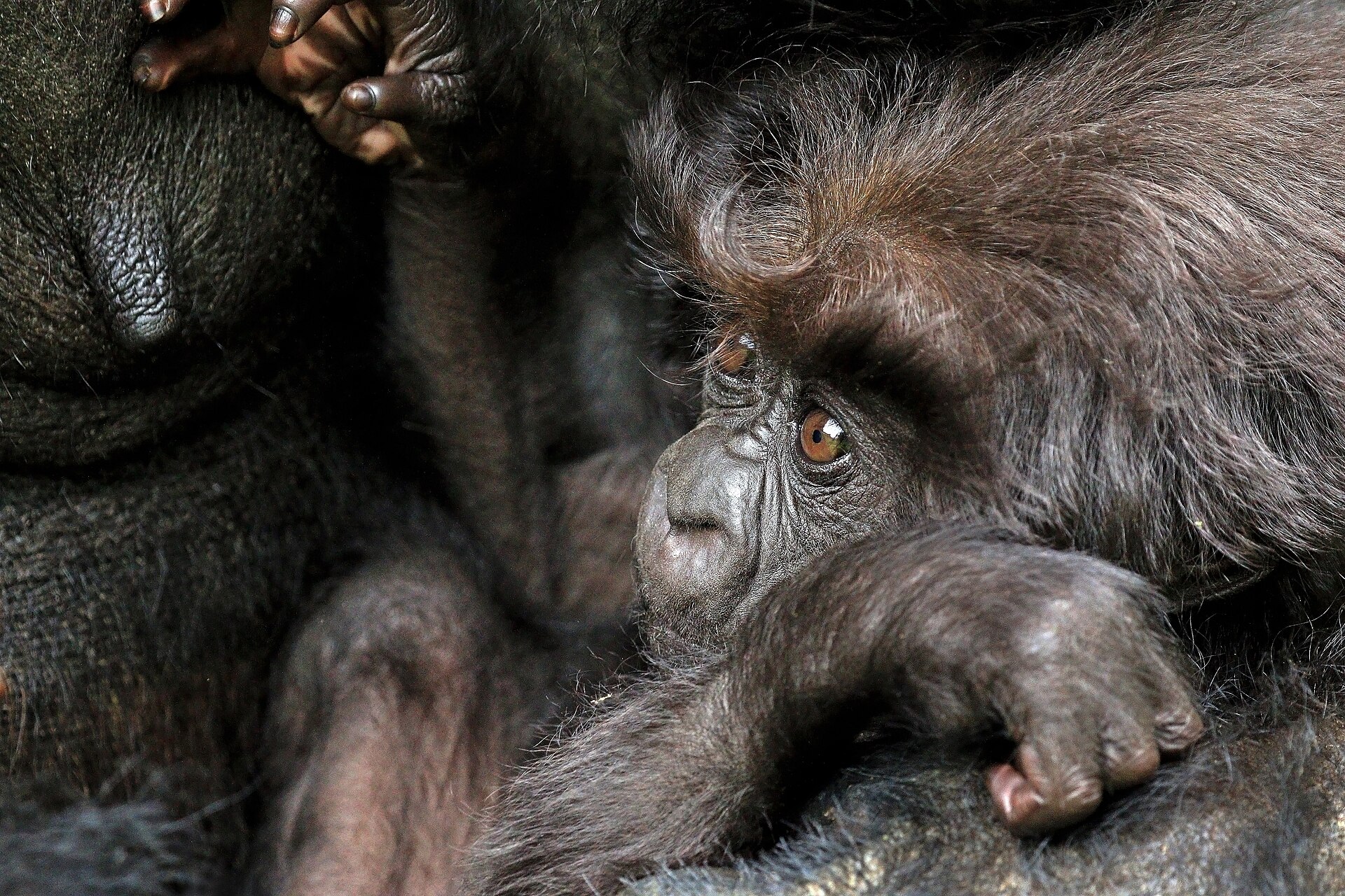 Golf and Gorilla Safari Adventure – 7 Days in Rwanda