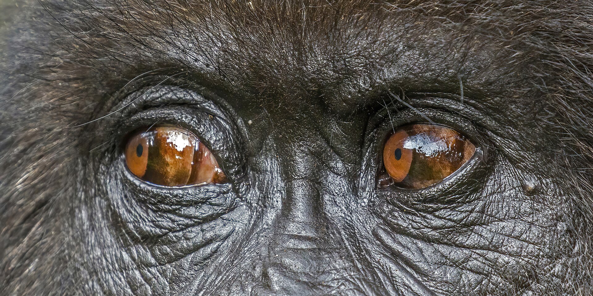 5-Day Volcanoes Gorilla Encounter