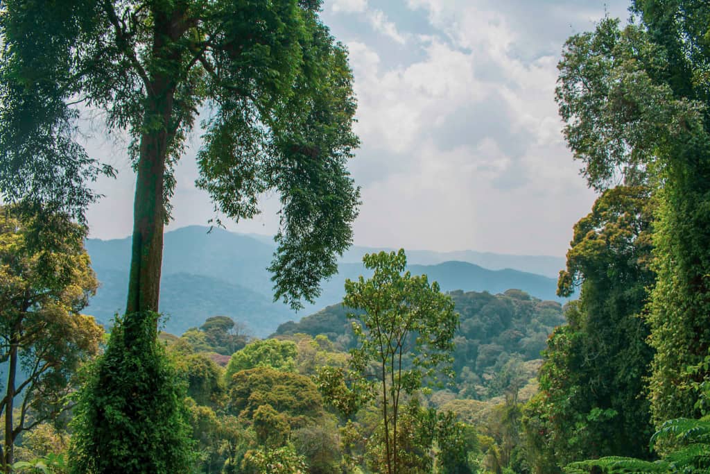 5-Day Nyungwe Canopy & Chimpanzee Forest