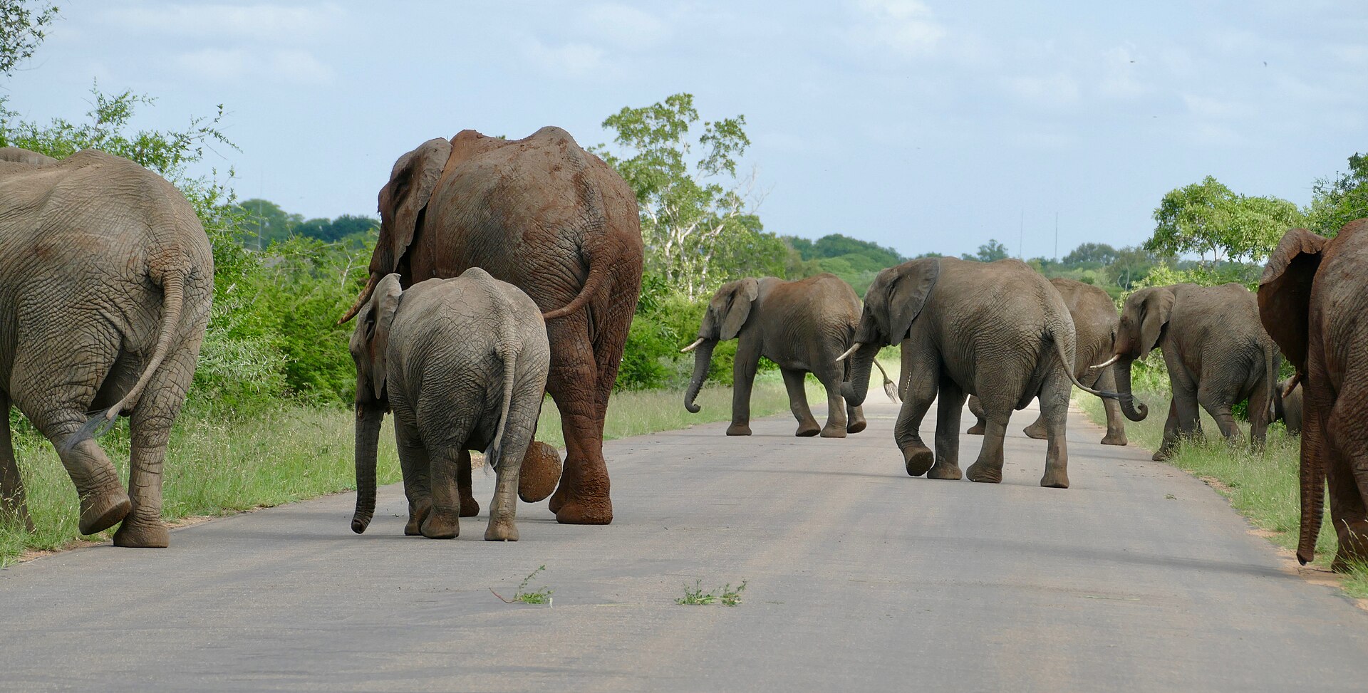7-Day Sabi Sand Romantic Big Five Honeymoon