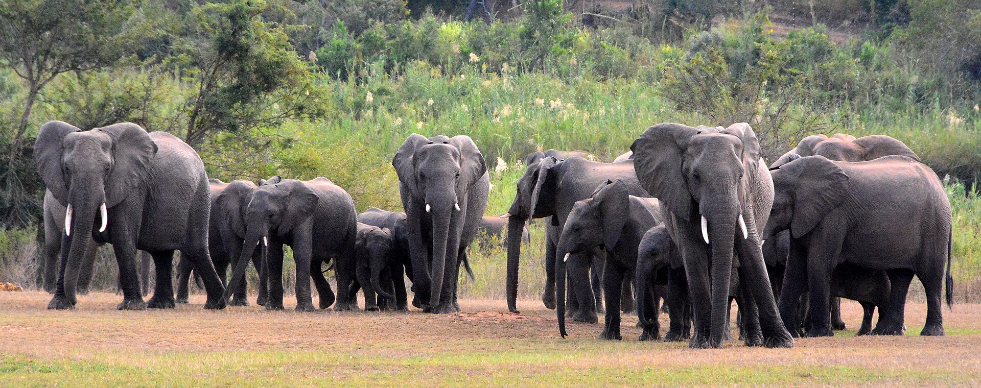 The Road to Kruger