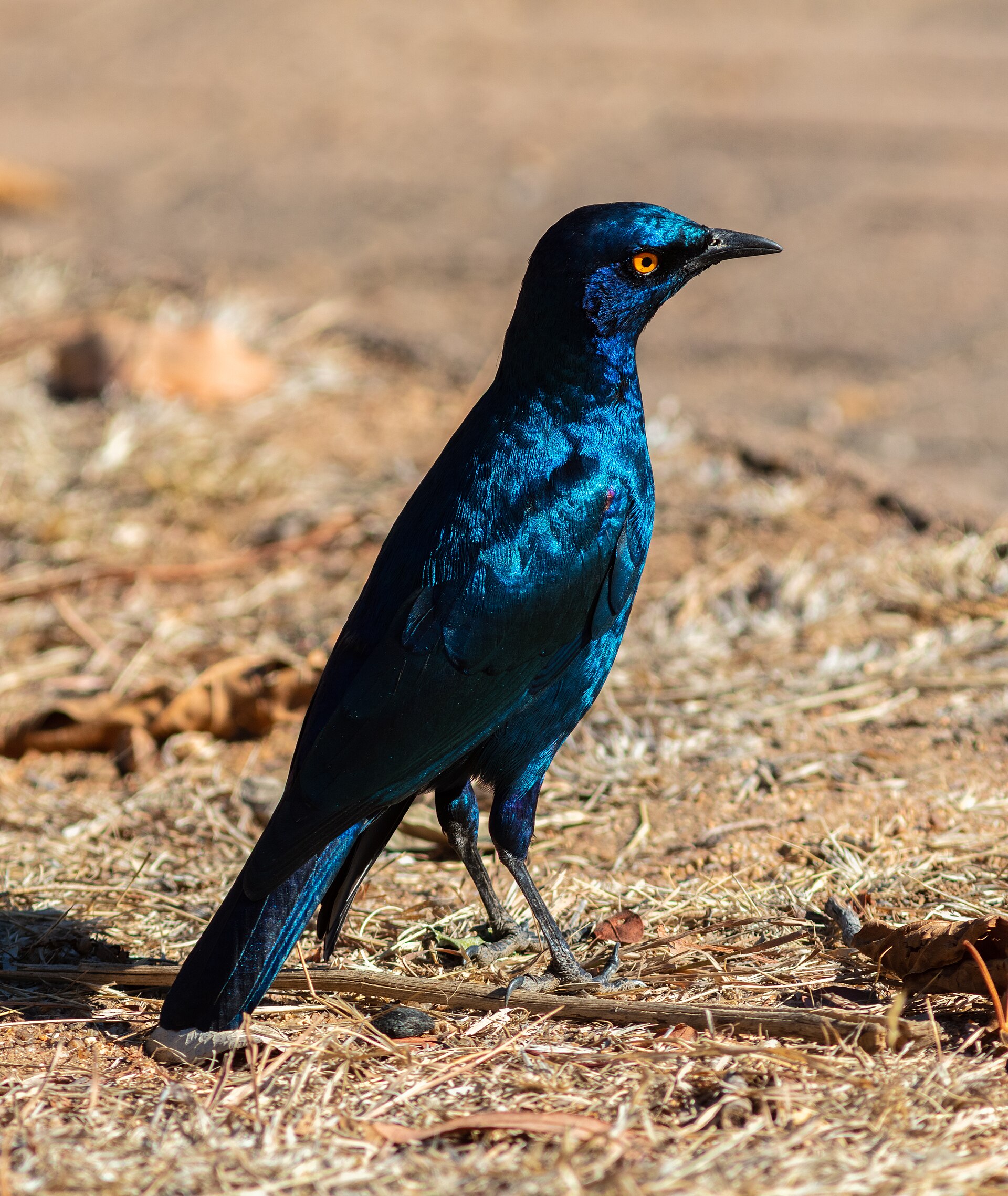 Cape glossy starling in Kruger National Park