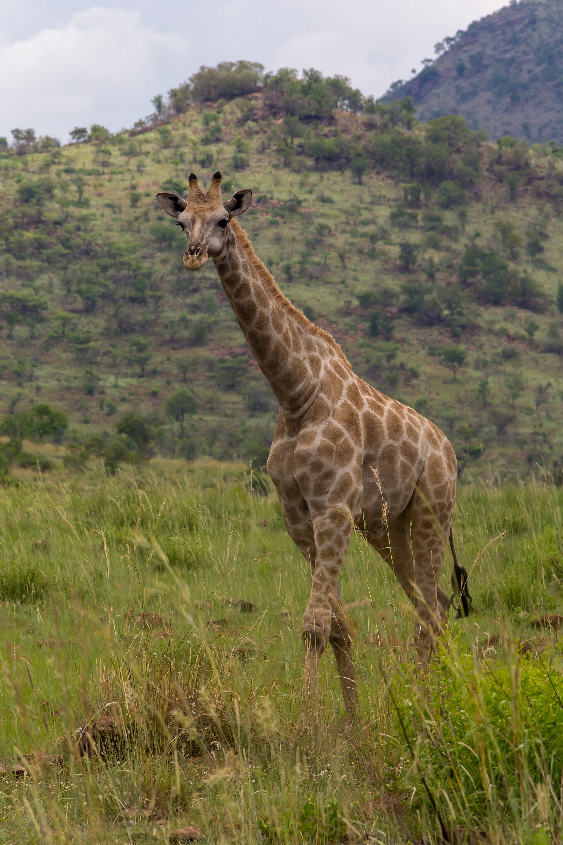 Giraffe in Pilanesberg National Park
