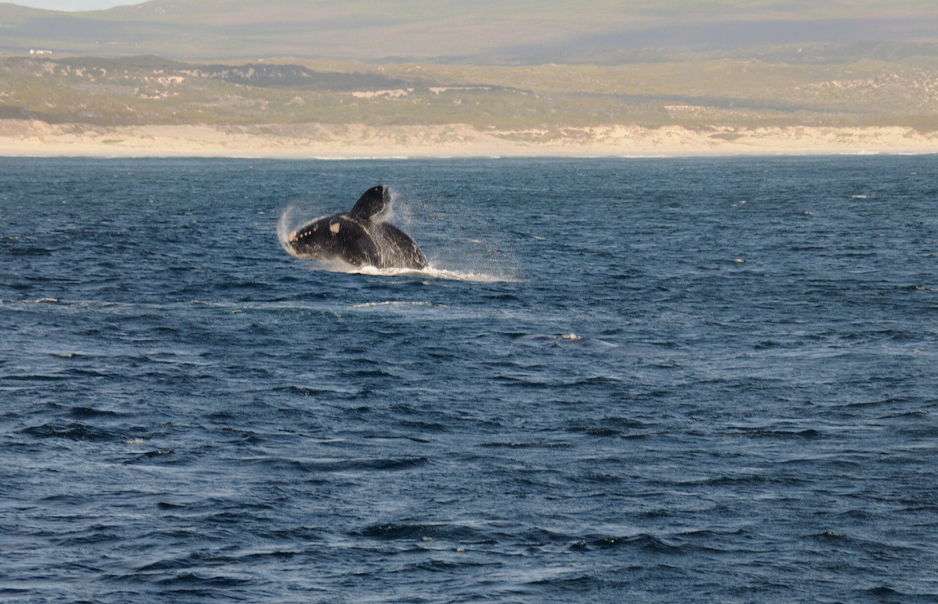 6 Days in South Africa: Cape Town, Whales & Wine Routes