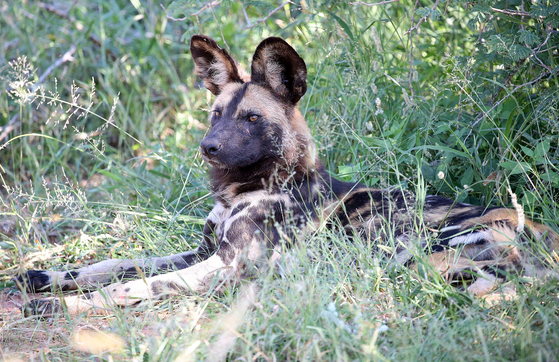 6-Day Madikwe Malaria-Free Safari
