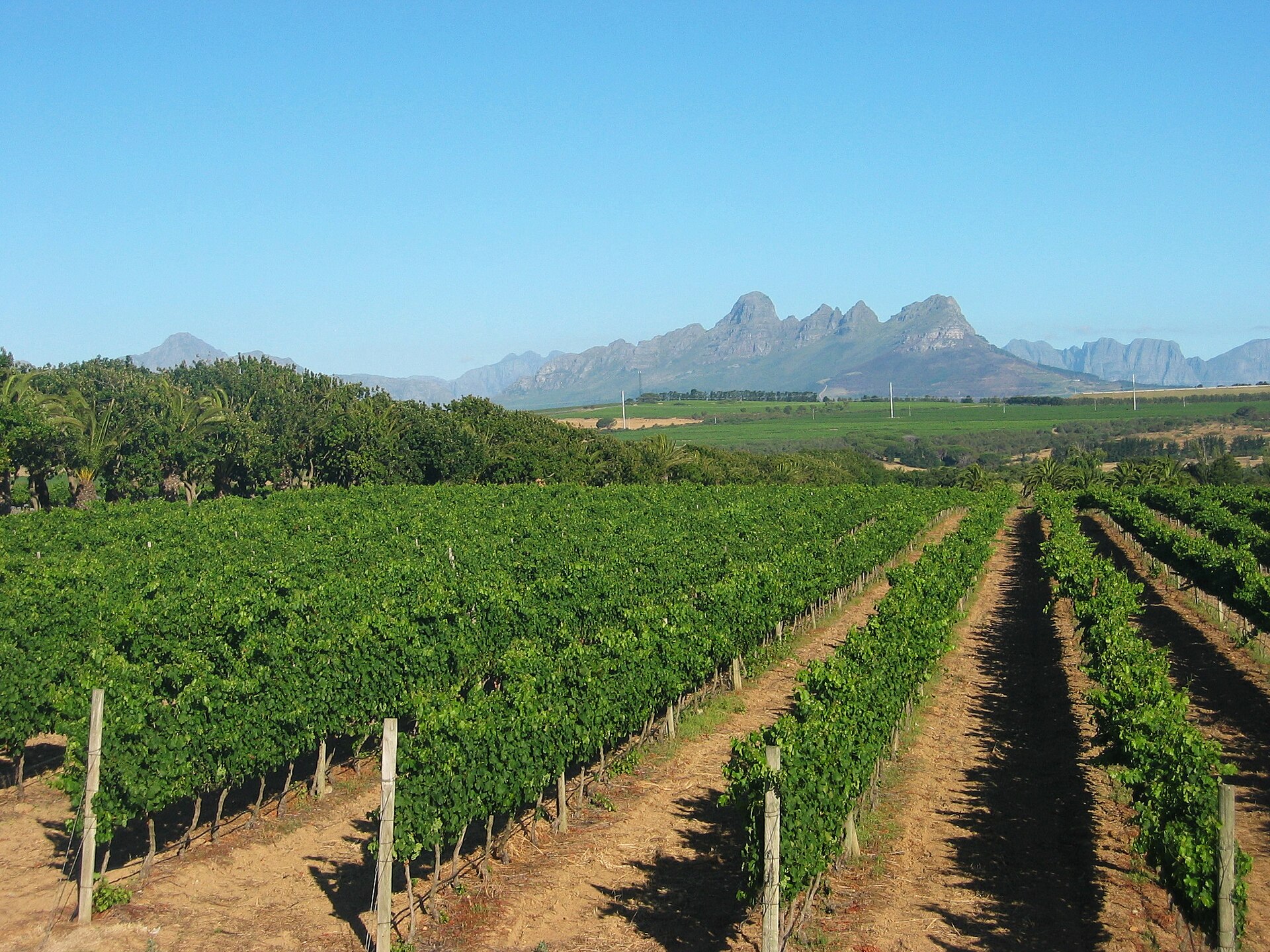 Vineyards in the Cape Winelands