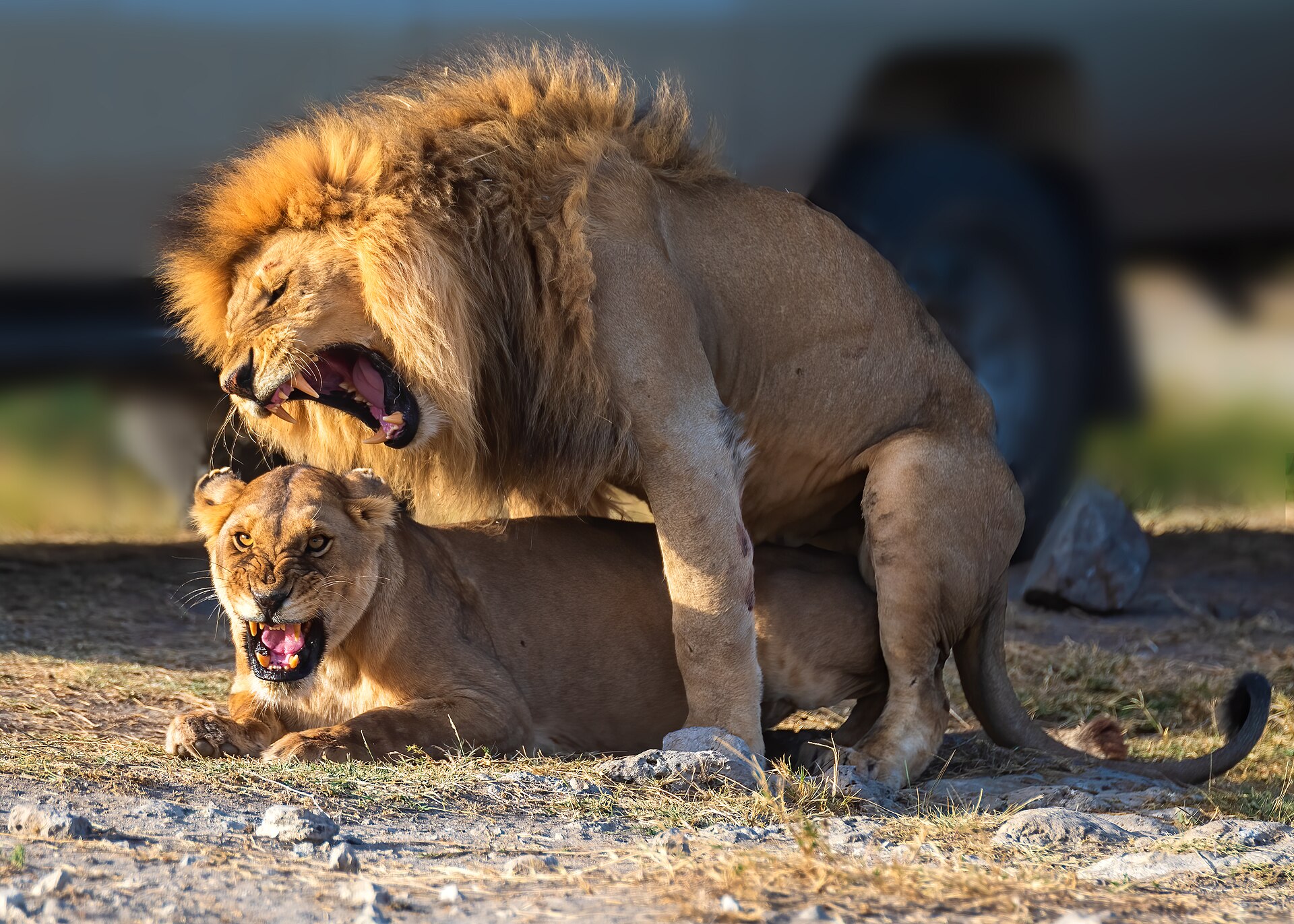 7-Day Group Amboseli & Tsavo Explorer