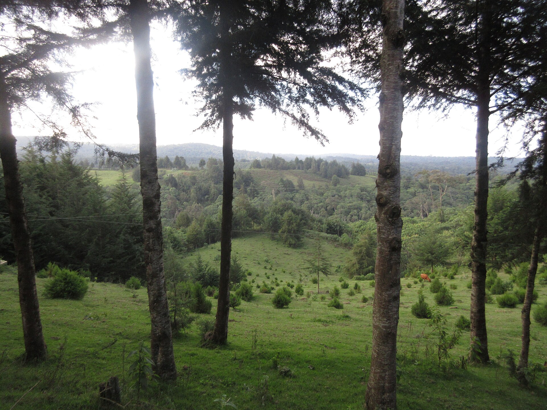 Mount Kenya