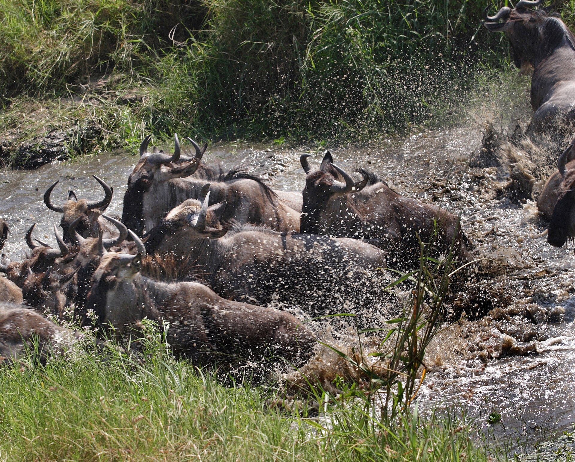Great Migration