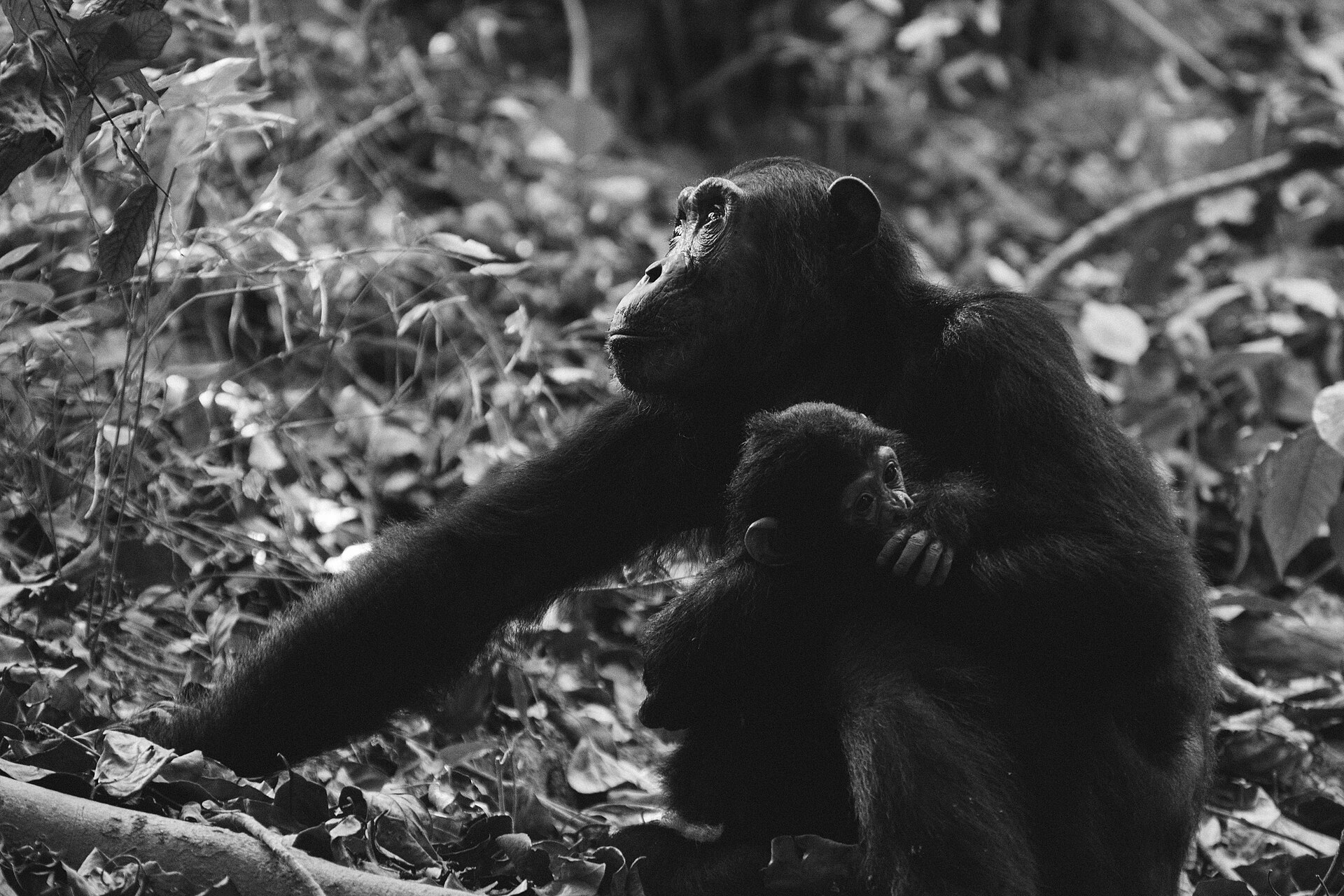 6-Day Mahale Chimpanzee Lakeside Escape
