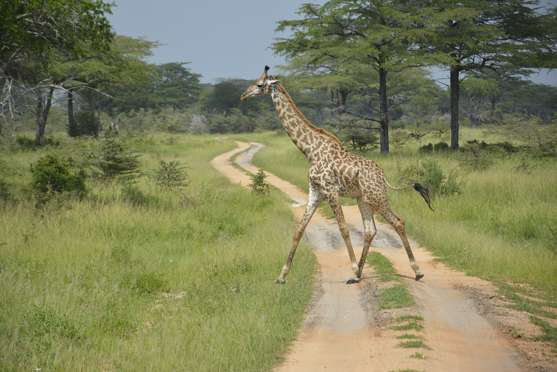 Turn this itinerary into your safari