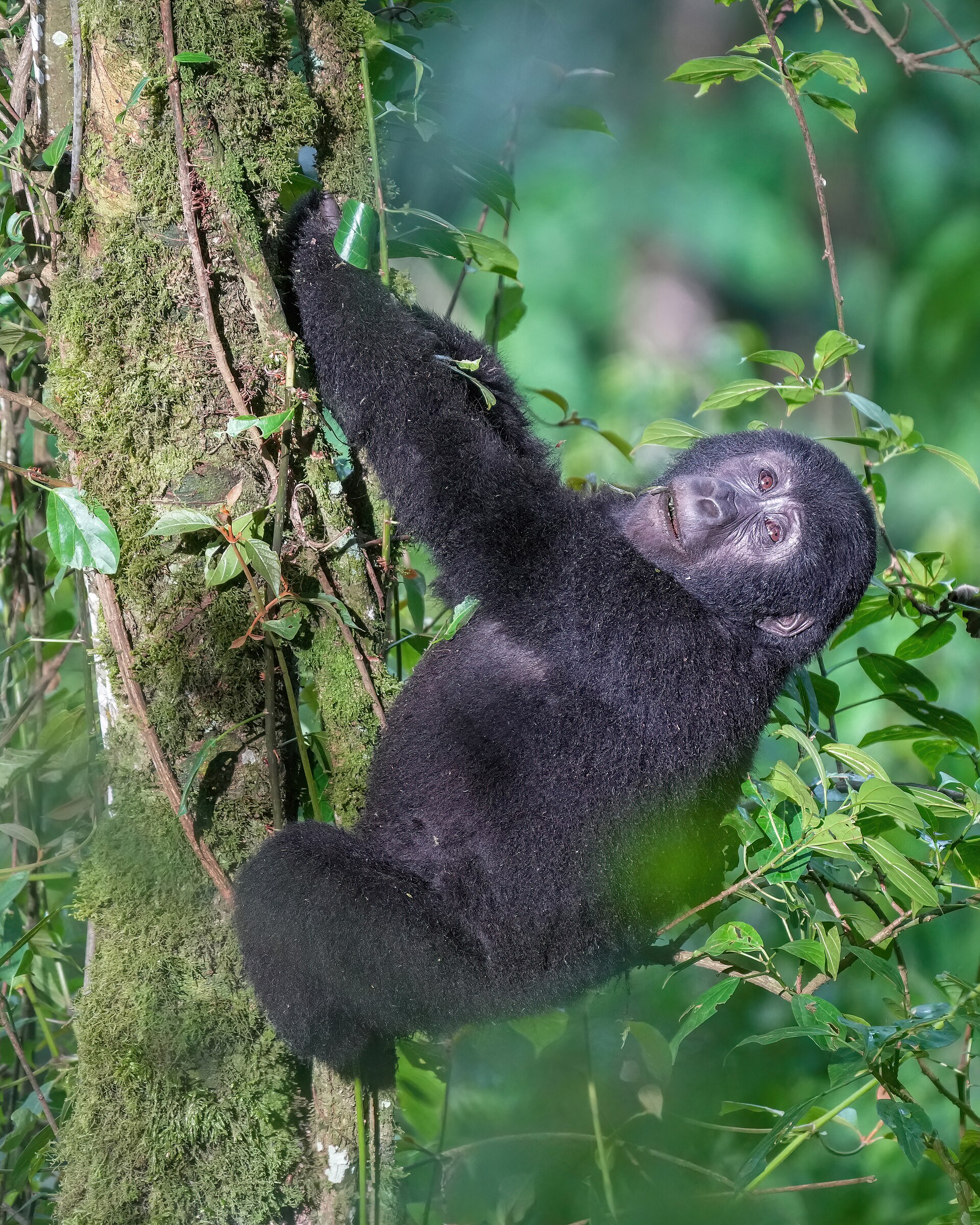 Uganda