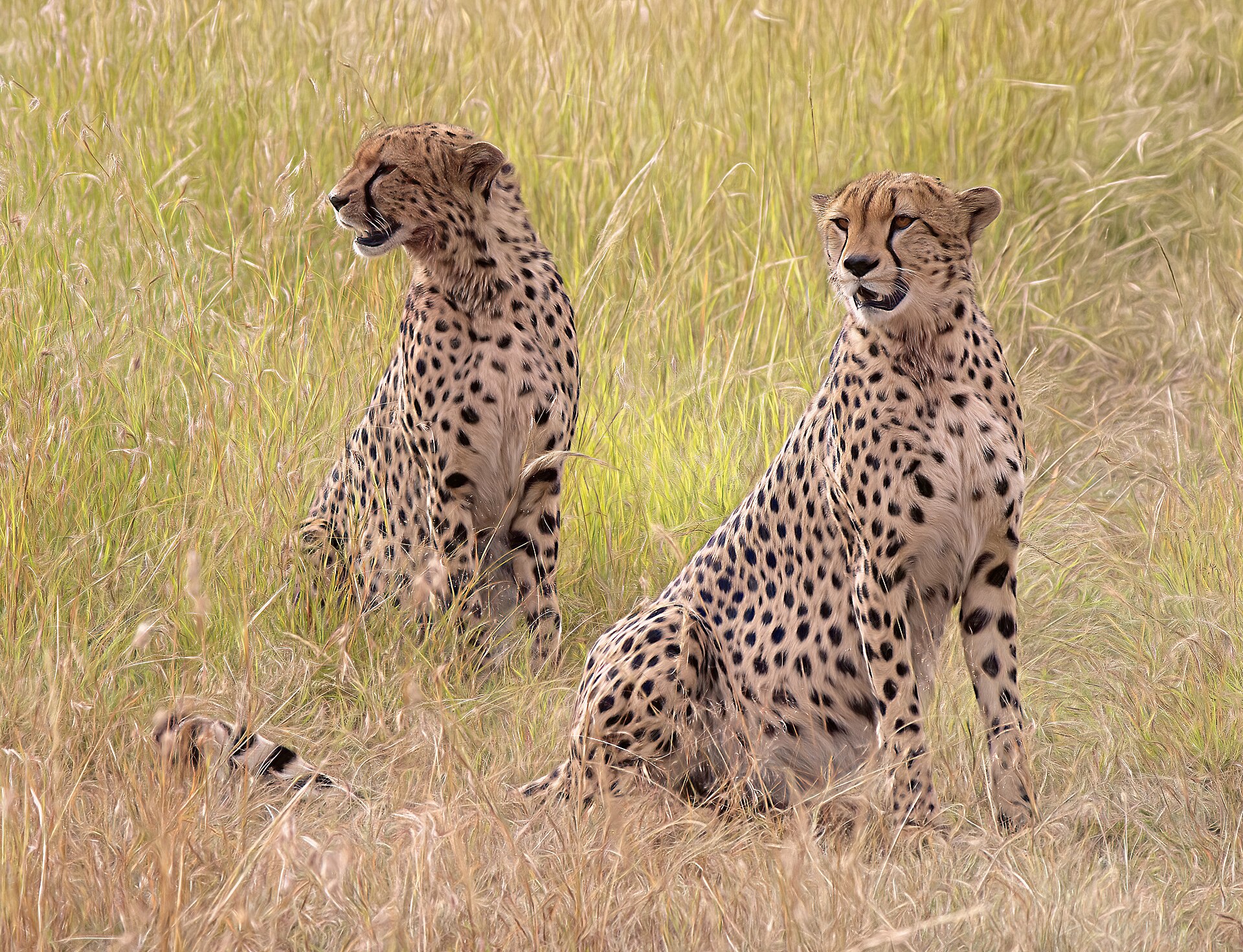 Travellers reviews in Kenya