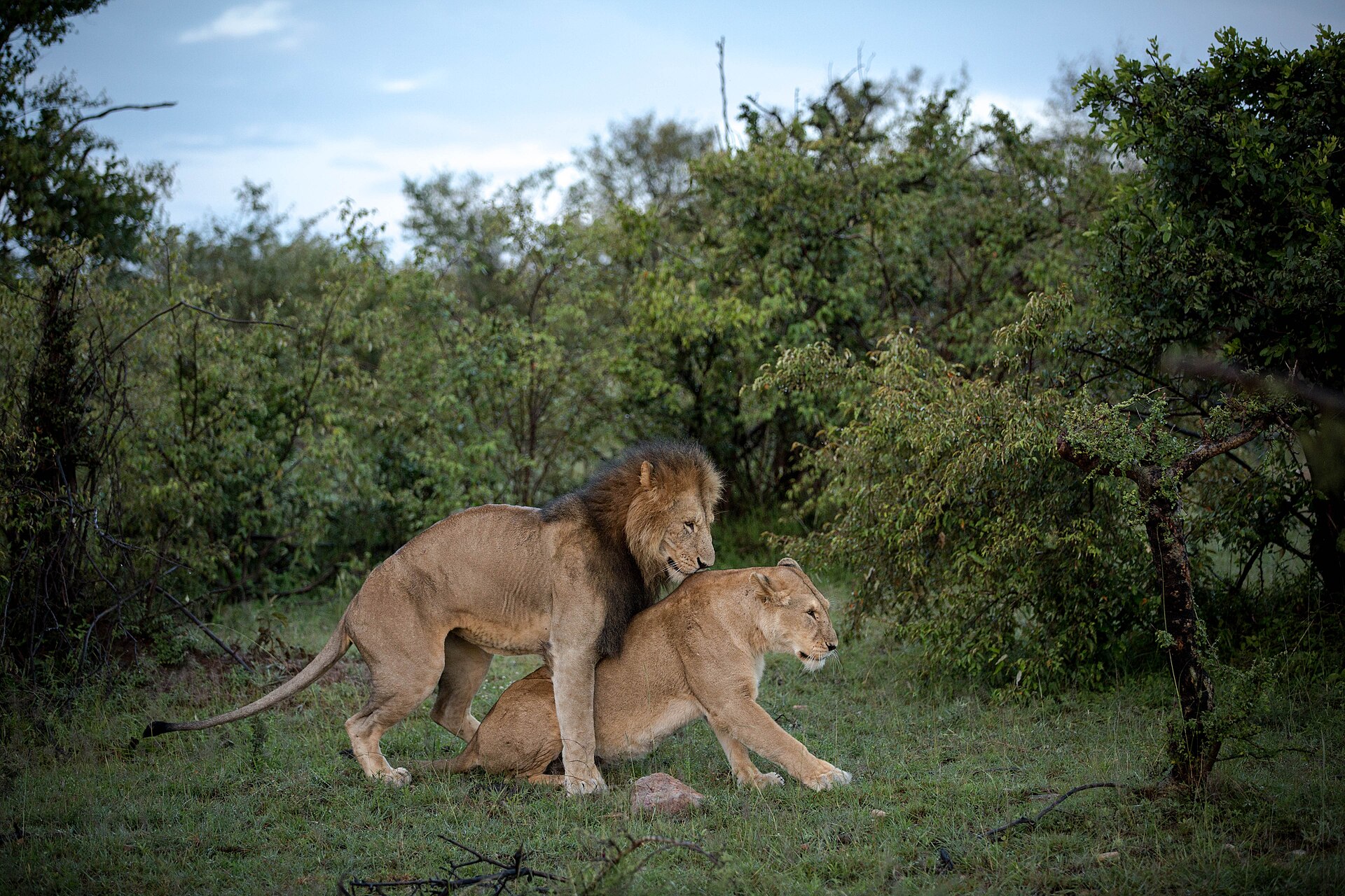 Honeymoon safari
