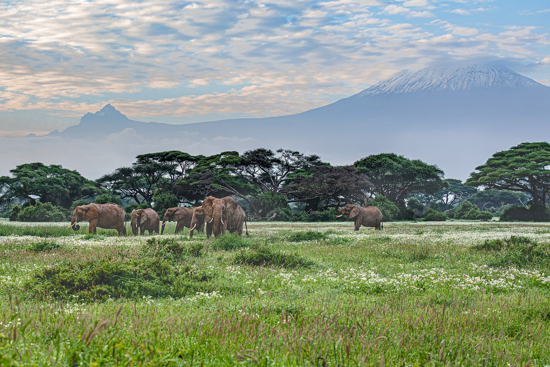 Golf safari