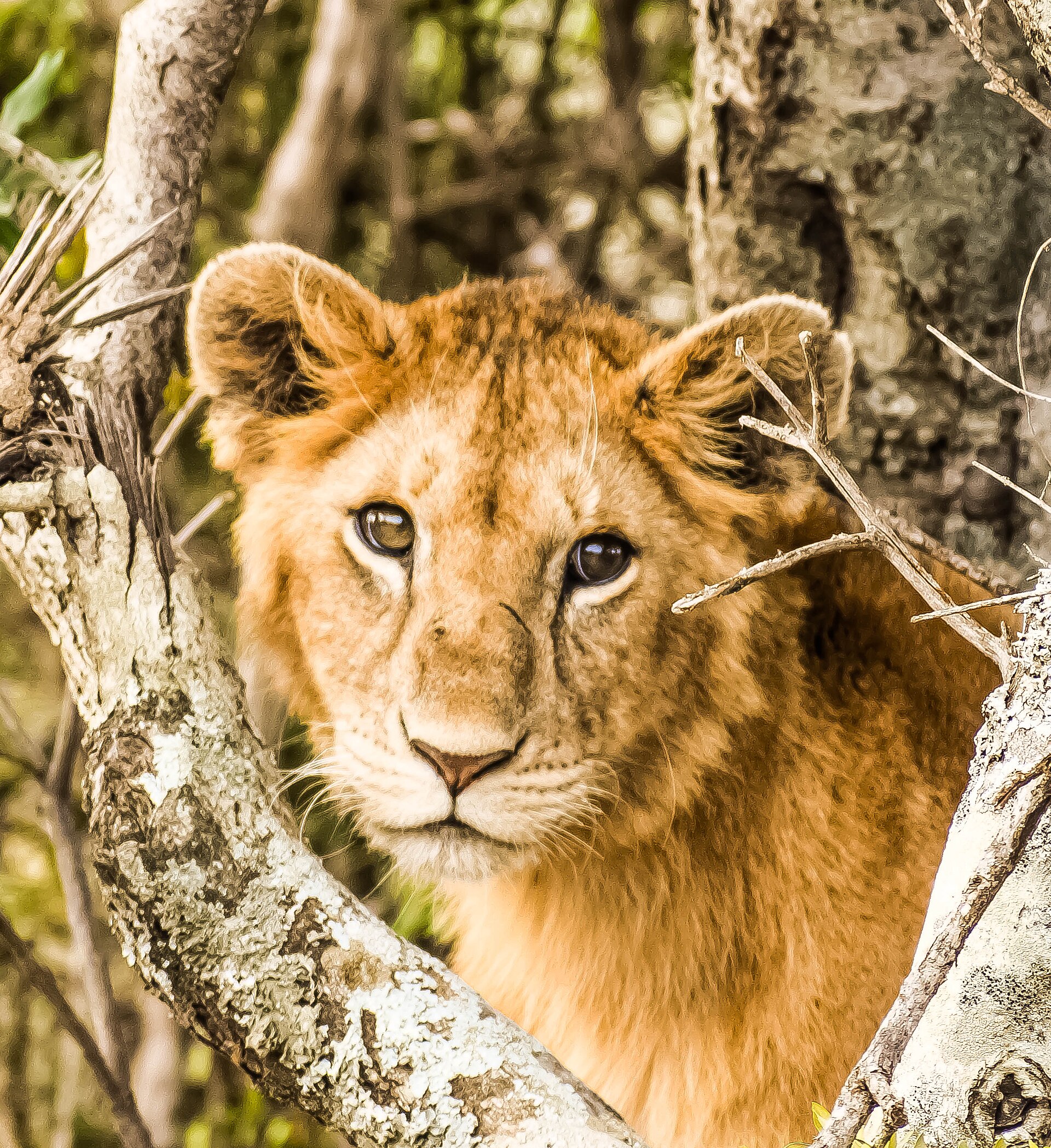Rwanda Golf Safaris