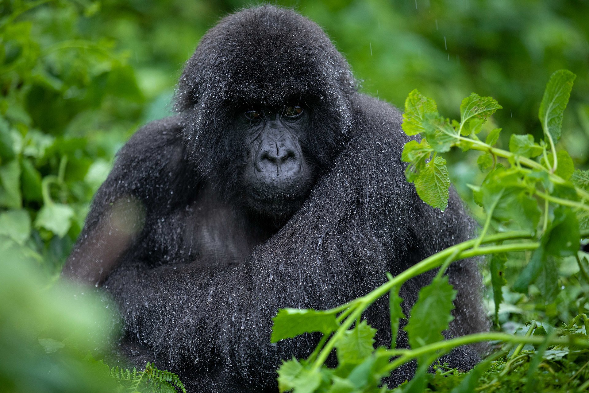 Journal in Rwanda