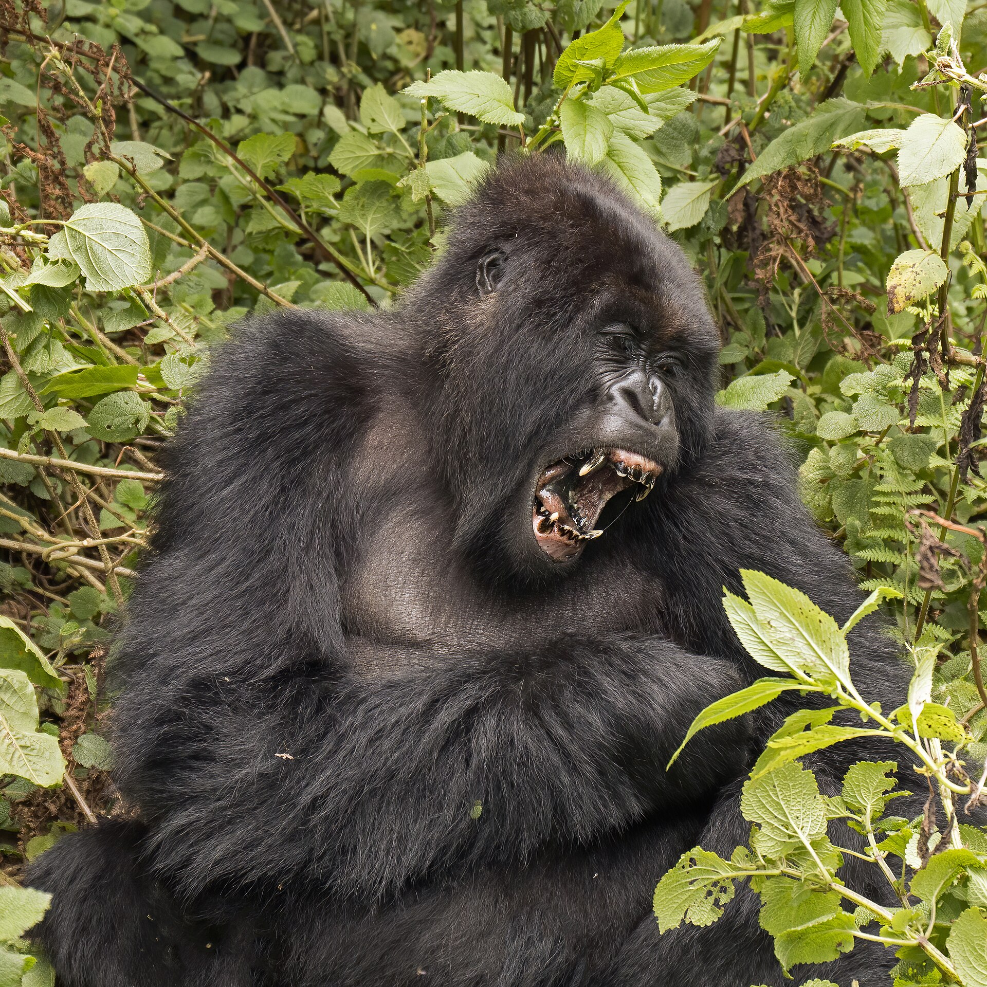 Travellers reviews in Rwanda