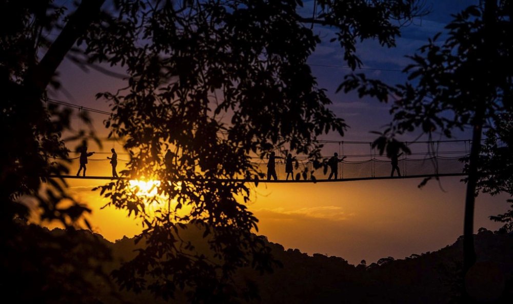 Virunga forest