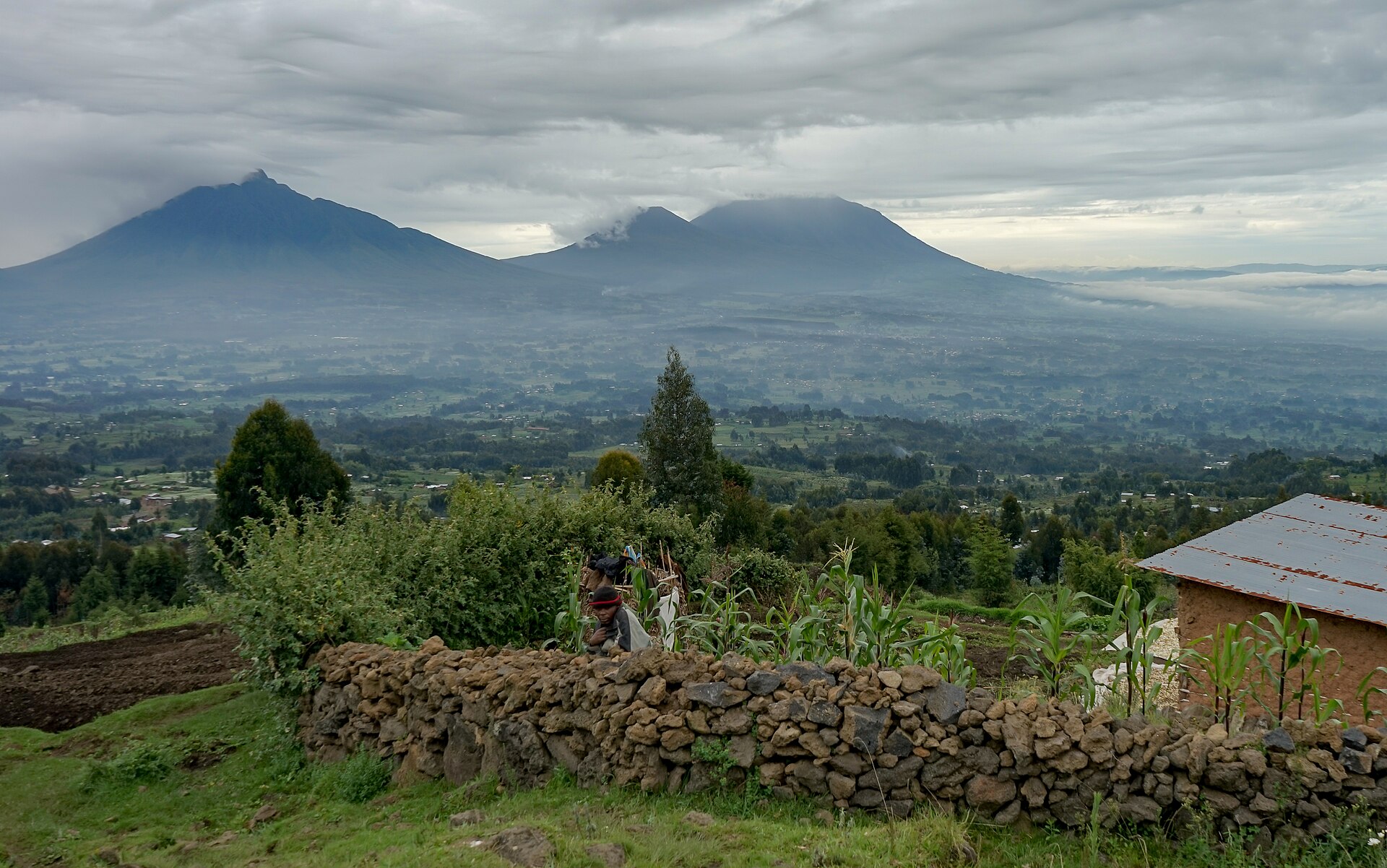 6-Day Golden Monkeys & Volcano Trails