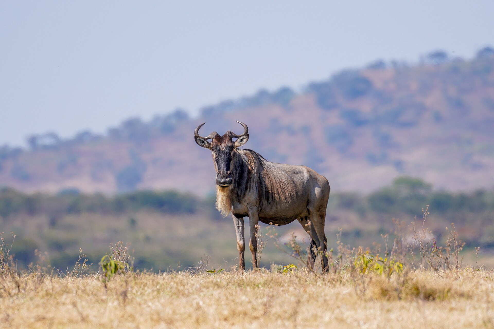 Journal in Tanzania