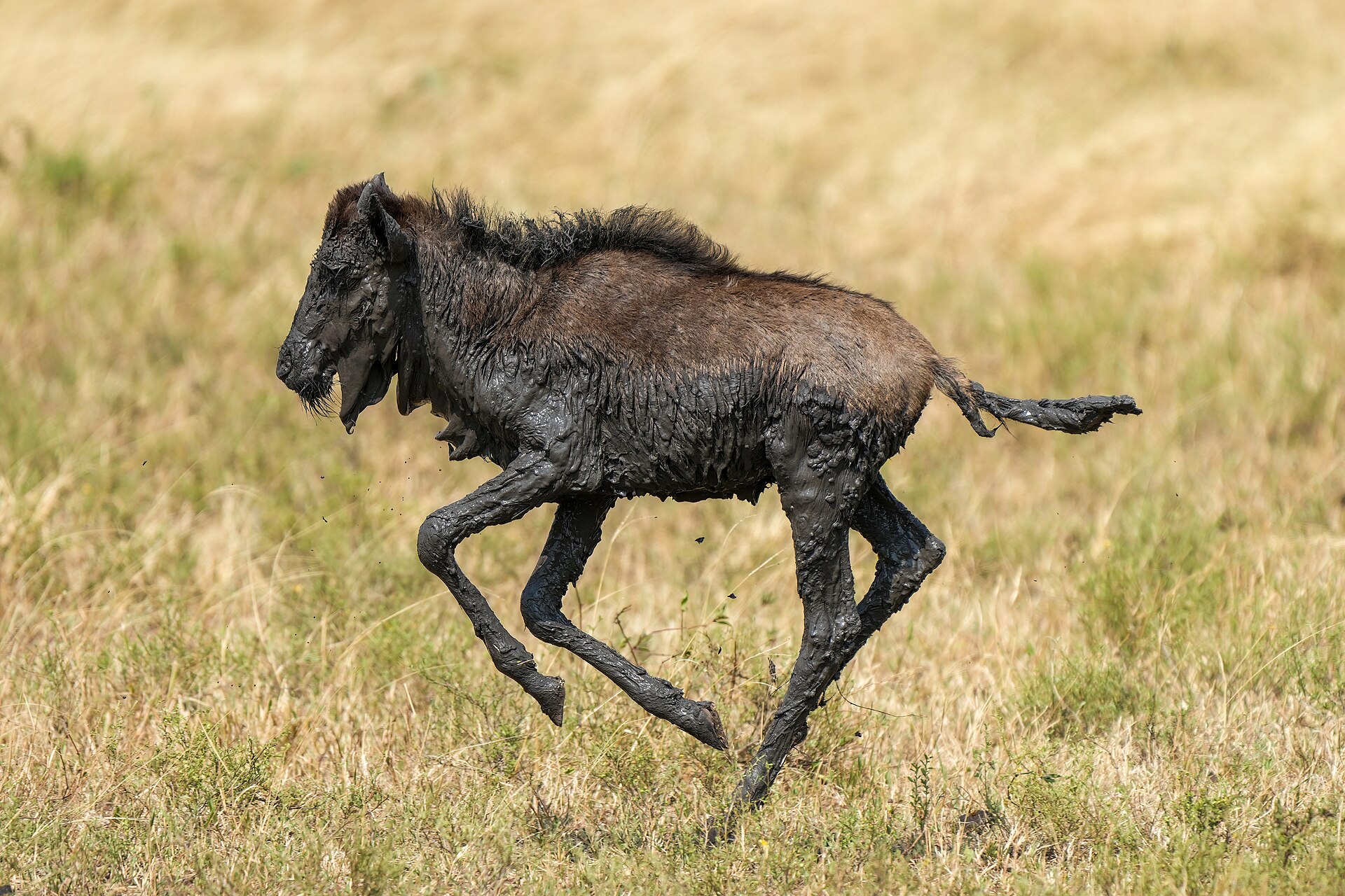 Travellers reviews in Tanzania