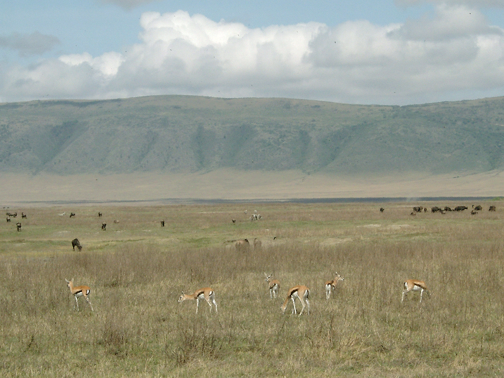 Safari itineraries