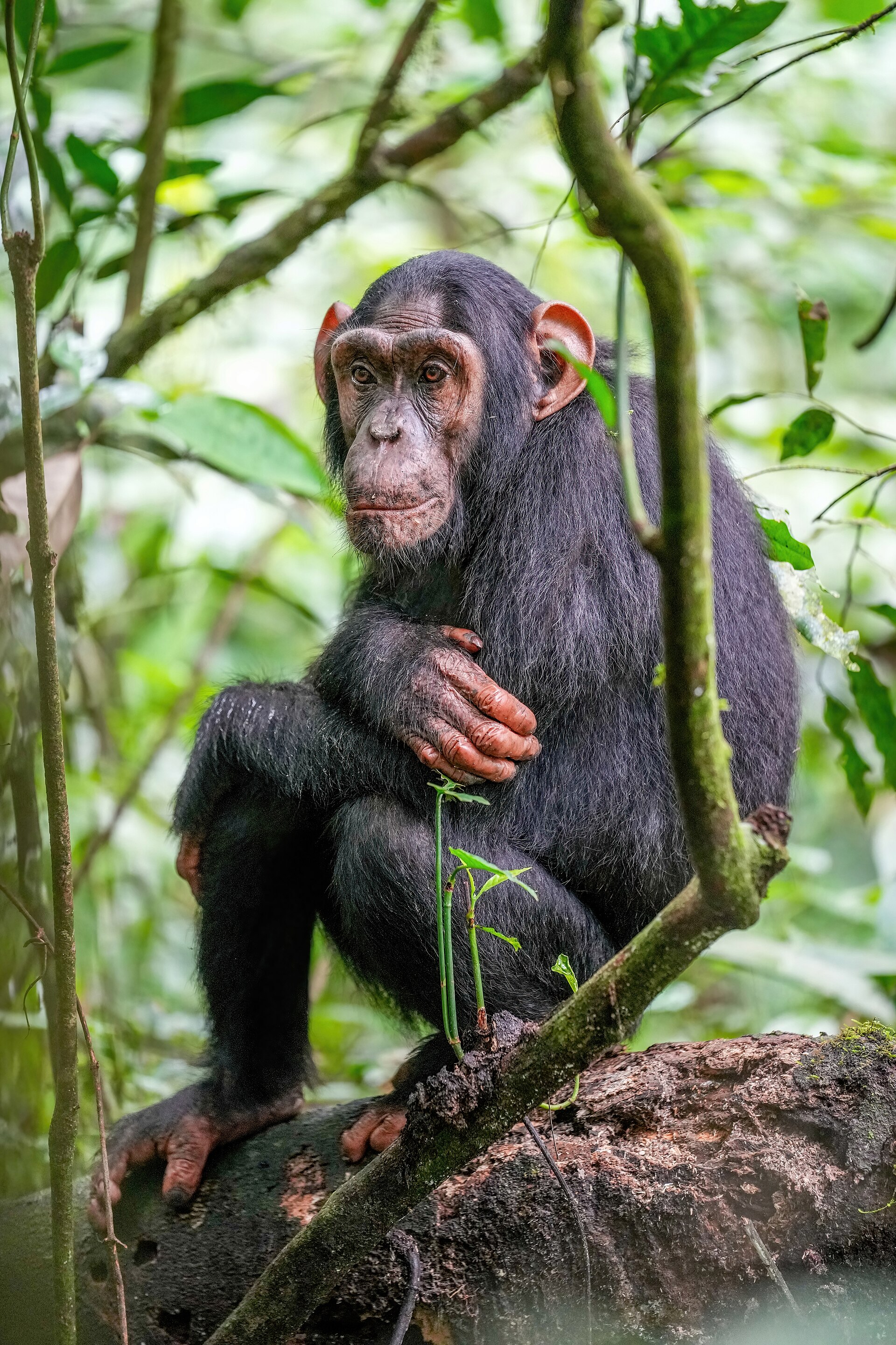 Journal in Uganda