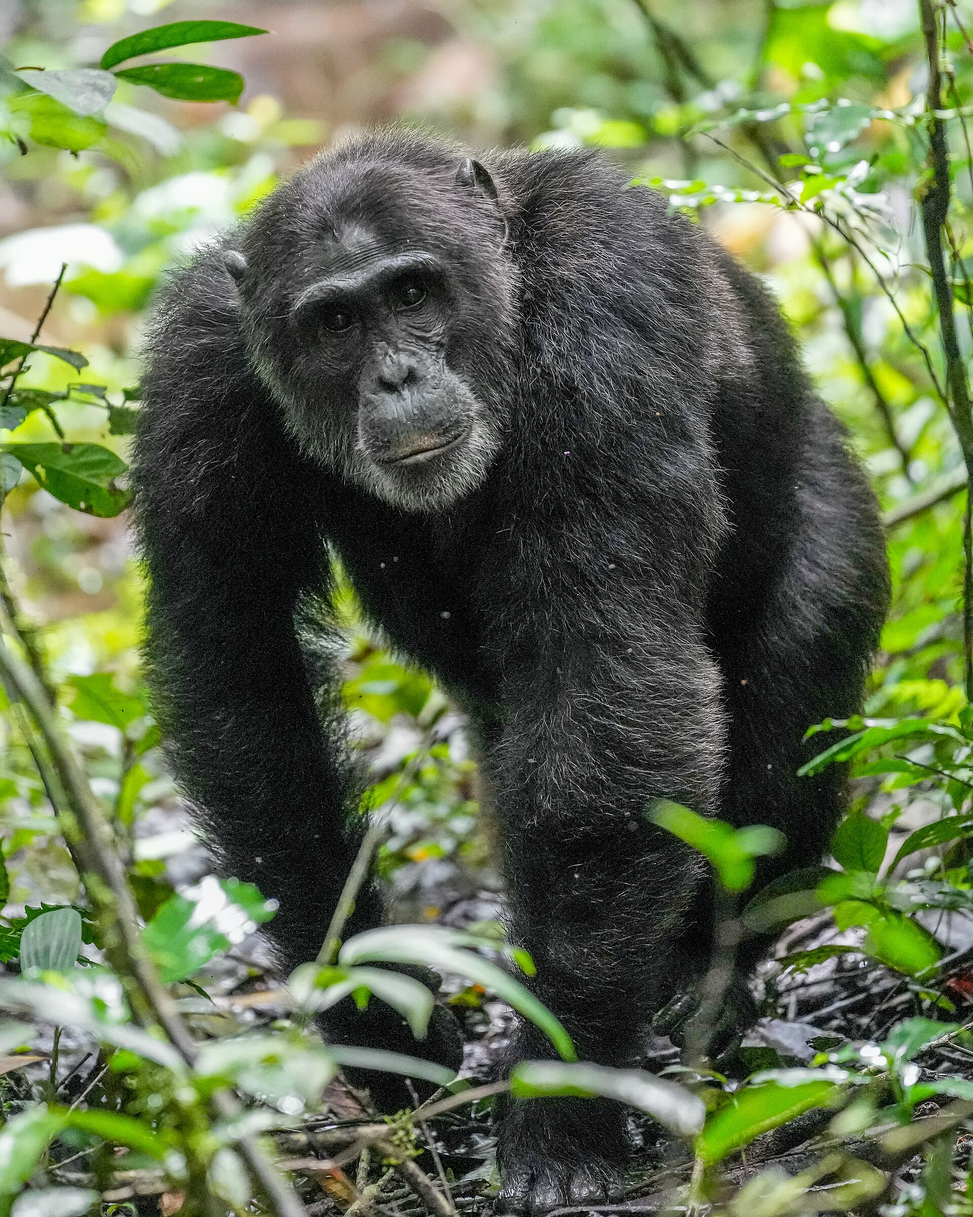 Travellers reviews in Uganda