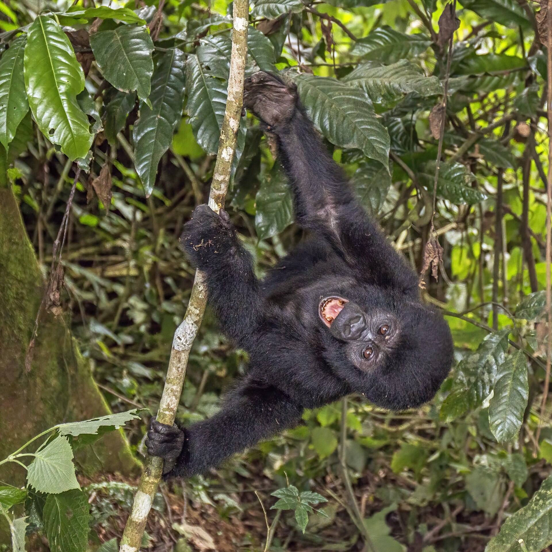 7-Day Kibale Chimps & Queen Elizabeth Wildlife