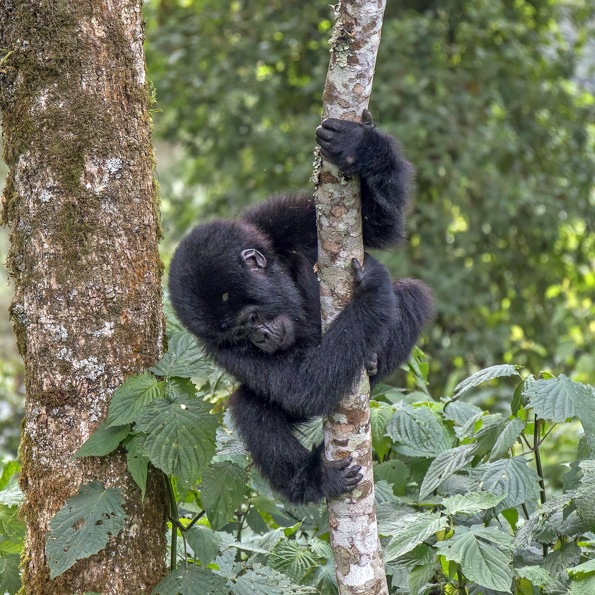 6-Day Murchison Falls Nile Safari