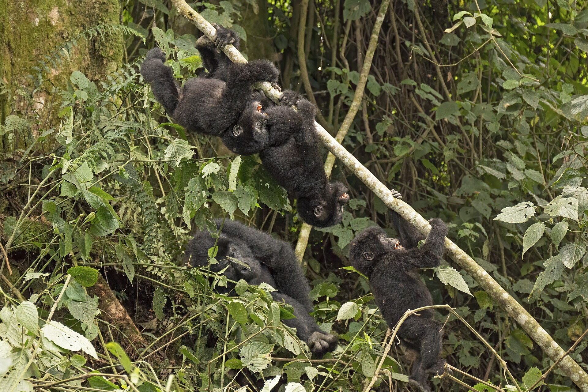 Ugandan highland country