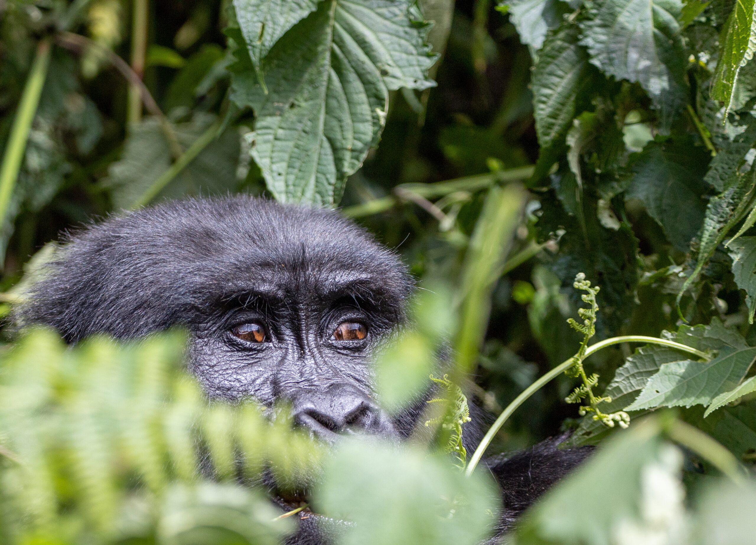 Activities in Rwanda
