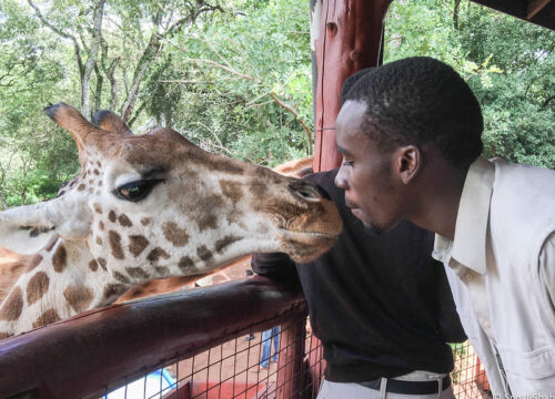 Giraffe Manor: A Fusion of Romance and Conservation!